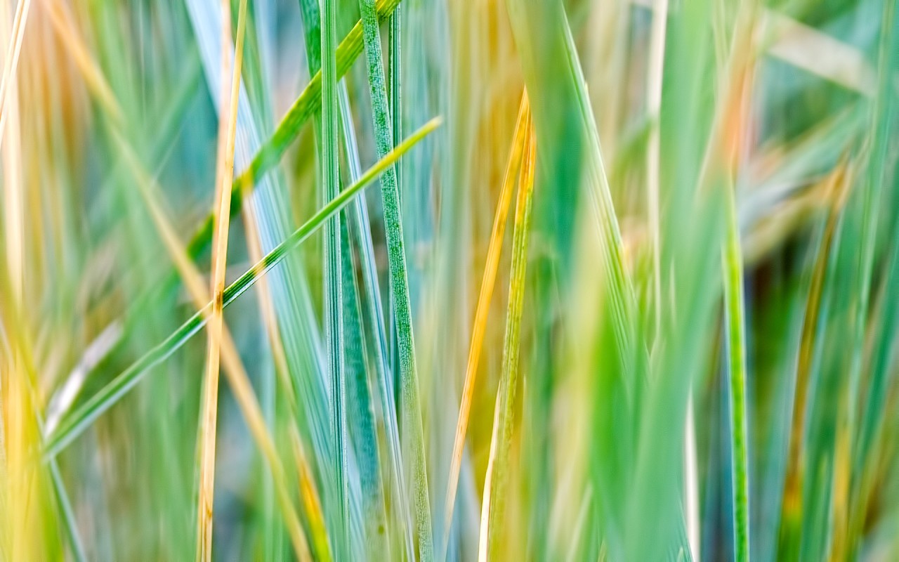 Grass Wallpaper - Photo #29558 - Free 3D Models | Free stock photos