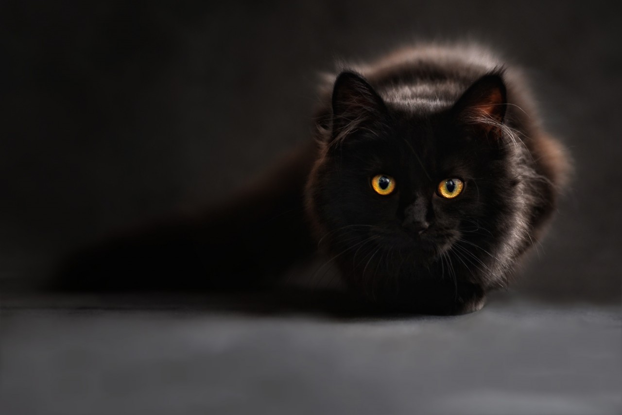 overal Geweldige eik Vereniging cat black maine coon - Photo #4070 - Free 3D Models | Free stock photos |  Desktop Wallpapers